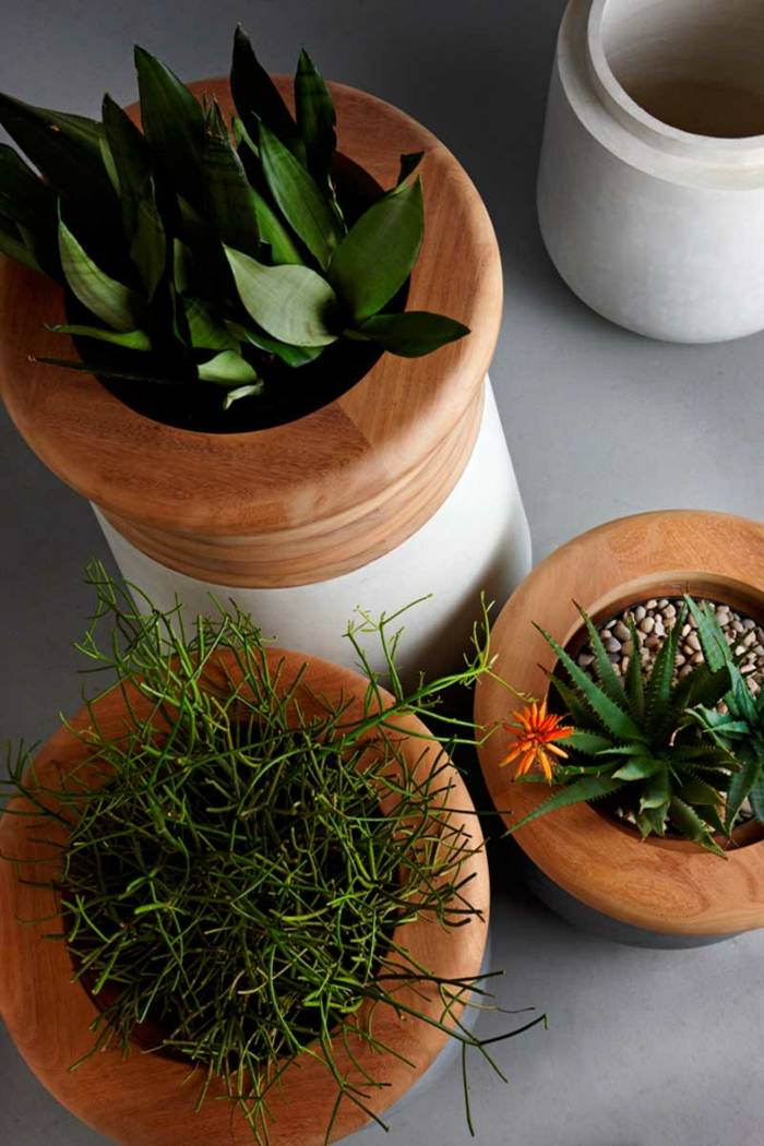 planter krukker sukkulenter aloe træ dekoration haveterrasse