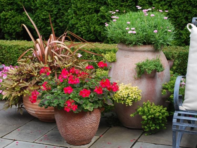 Sommer-blomster-have-stedsegrønne-pink-petunier-pink-tusindfryd