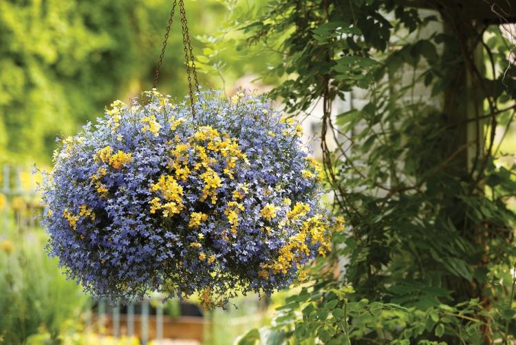 Sommerblomster-have-lobelia-laguna-arter-blå-gul