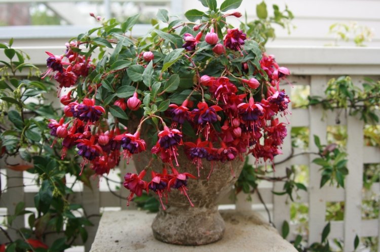 Sommer blomsterhave lilla pink fuchsia planter