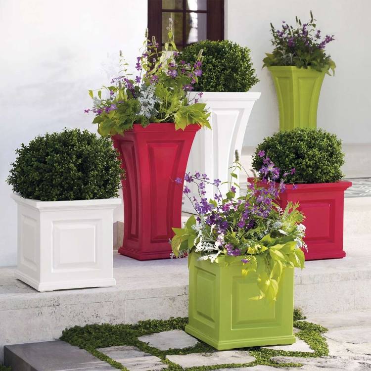 Sommerblomster-have-petunier-lilla-duftende planter-buksbom