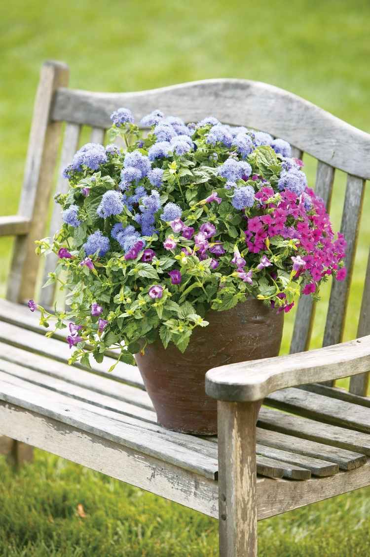 Sommerblomster-have-pink-lobelia-blå-hortensiaer