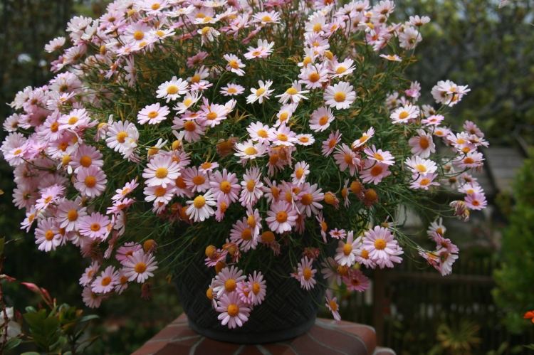 Sommer blomsterhave pink tusindfryd planter