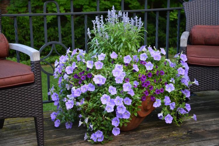 Sommer blomsterhave hvid petunia design ideer