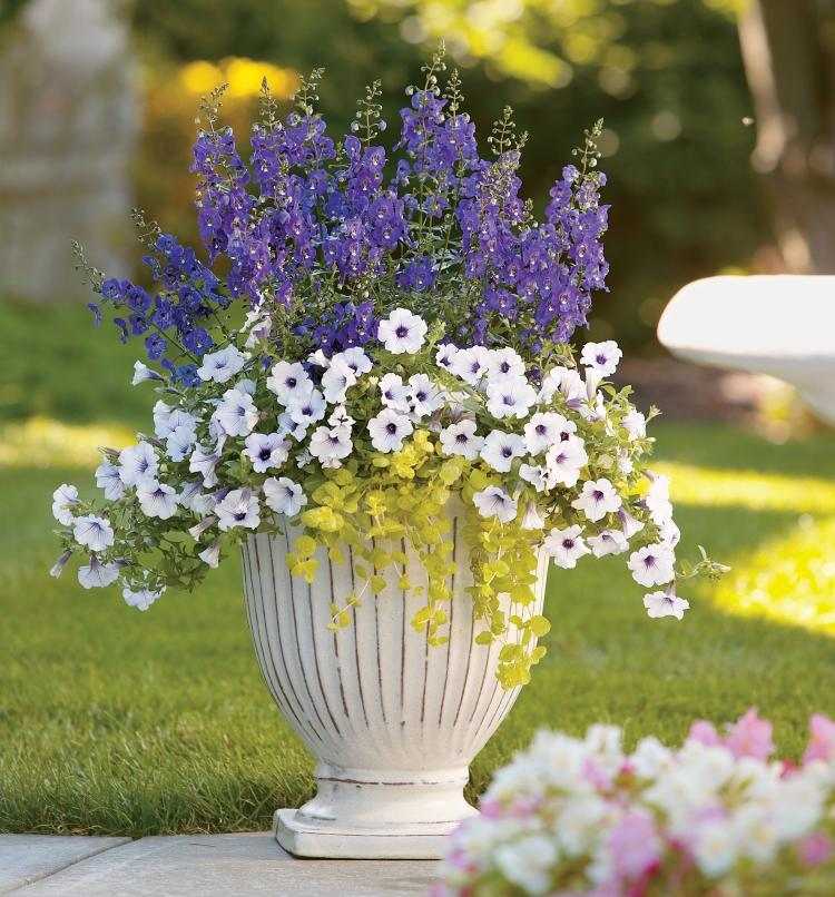 Sommerblomst-have-hvid-petunia-fan blomst-lilla