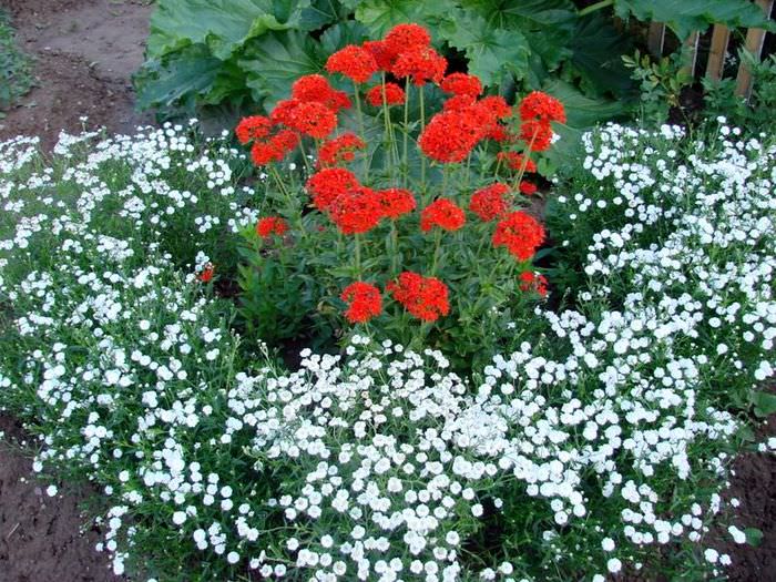 A vörös és fehér virágok kombinációja egy virágágyásban