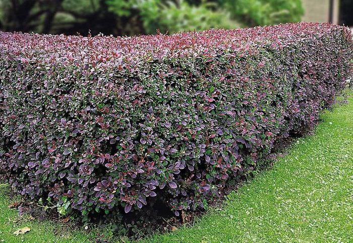 Variegated berberisblad i en häck