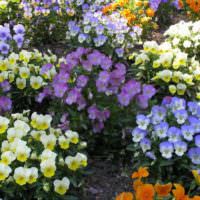 סיגליות צבעוניות בערוגת פרחים בגינה