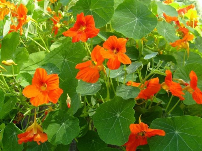 große leuchtende Blumen in der Landschaftsgestaltung der Vorstadt