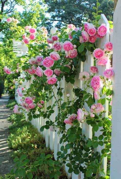 kleine ausgefallene Blumen in der Landschaftsgestaltung des Rosengartens