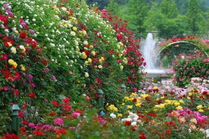 große helle Blumen in Blumenbeeten im Landschaftsdesign