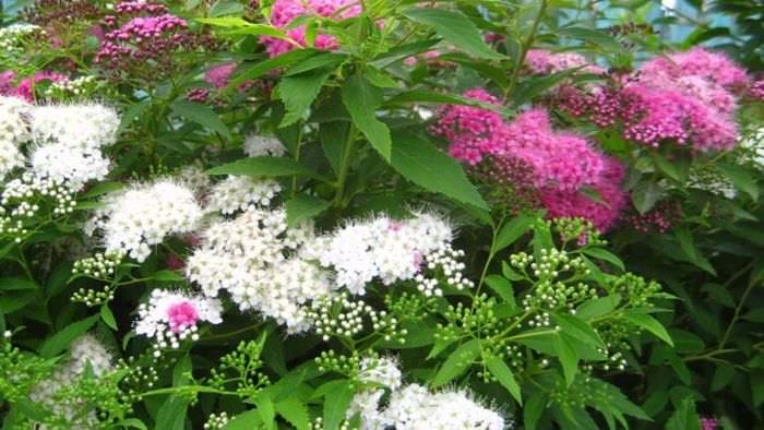 große außergewöhnliche Blumen im Landschaftsdesign eines Landhauses