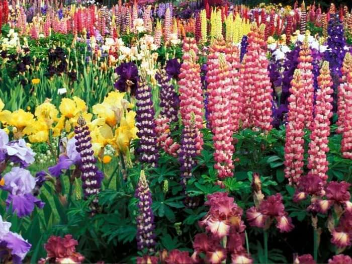 kleine helle Blumen im Landschaftsdesign der Hütte