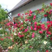 große schöne Blumen im Landschaftsdesign eines Landhauses Foto