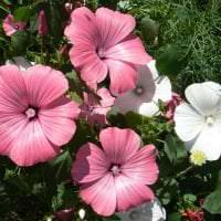 kleine helle Blumen im Landschaftsdesign des Rosengartenfotos