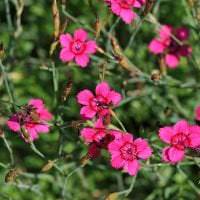 kleine schöne blumen im landschaftsdesign blumenbeete bild