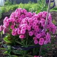 kleine helle Blumen im Landschaftsdesign des Rosengartenfotos