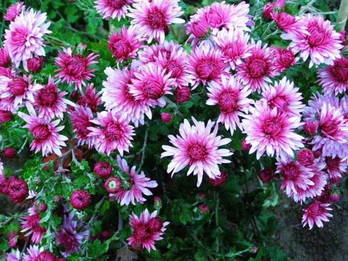 kleine schöne Blumen in der Landschaftsgestaltung der Hütte