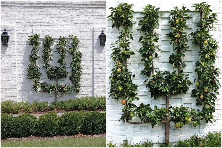 Obstaspalier æbler plantes på havemuren