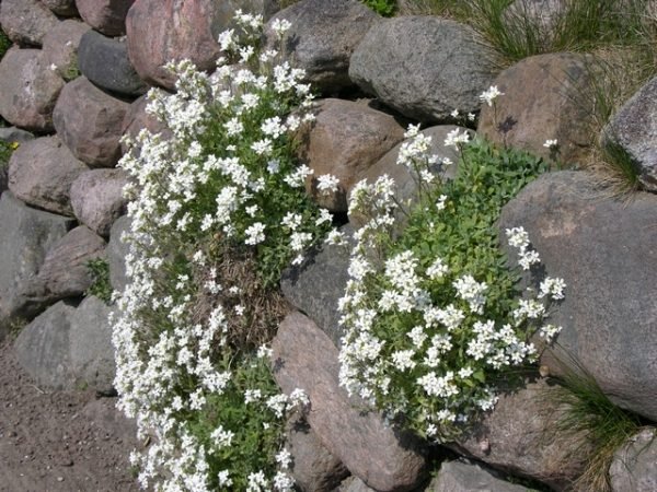 Stenhaveplanter arabis caucasica-lodret grønt