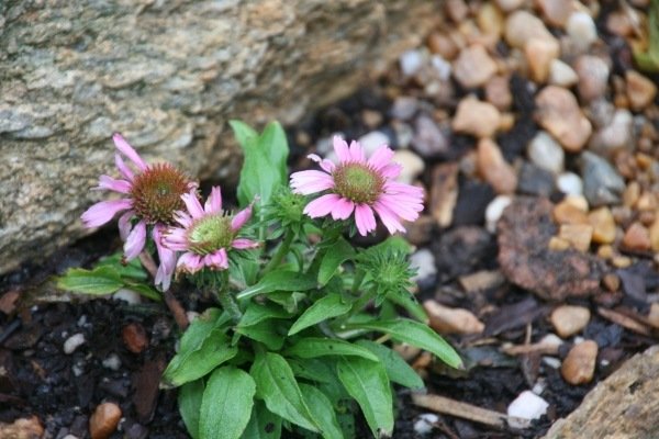 Stenhaveplanter Echincea purpurea blomstrende pink