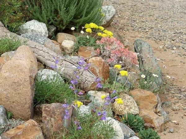 Rock garden plantetip moderne havedesign