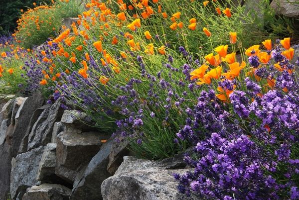 Klippehave på en bjergskråning skaber lavendelblomster