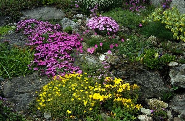 Rock garden undergrund hurtigt voksende planter
