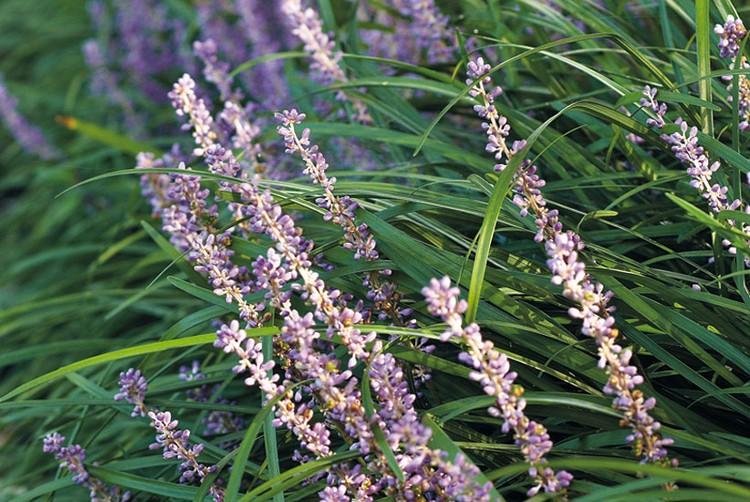 Plantning af hævet terrasse Ideer og instruktioner Lily drue