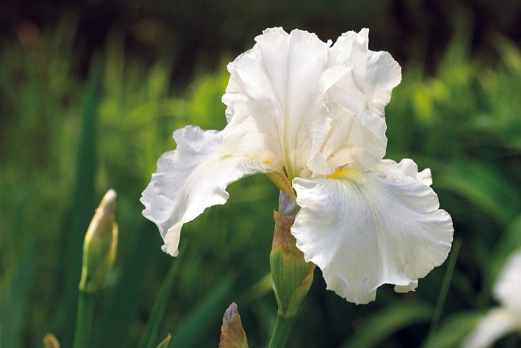 Blomster omkring den forhøjede terrasse er plantet med iris