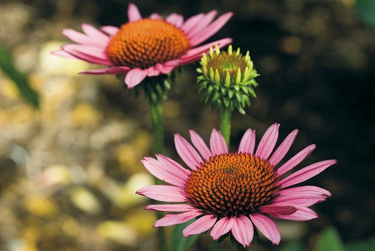 hævet terrasseplante, der blomstrer rød solsikke