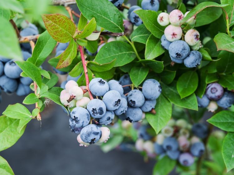 Indramning af terrasse med planter Ideer til køkkenhave med blåbær