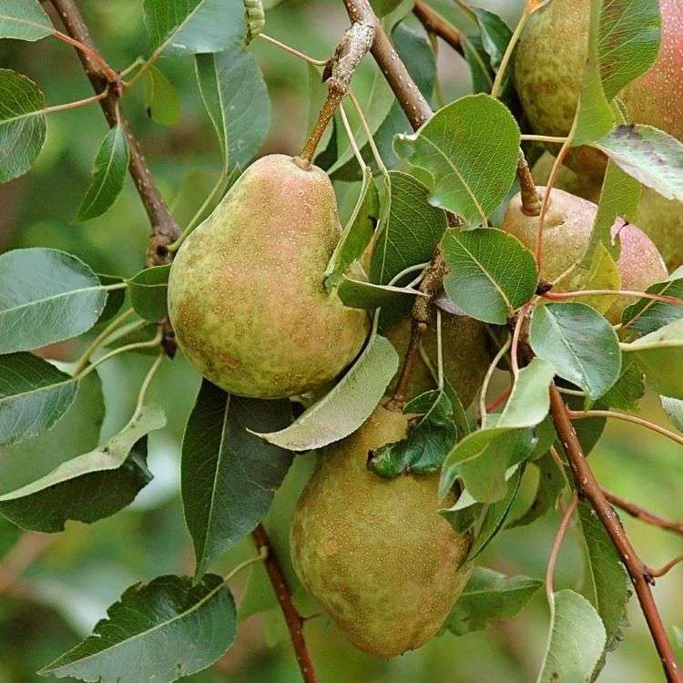 Terrassen med planter er indrammet af en køkkenhave med et pæretræ Kieffer