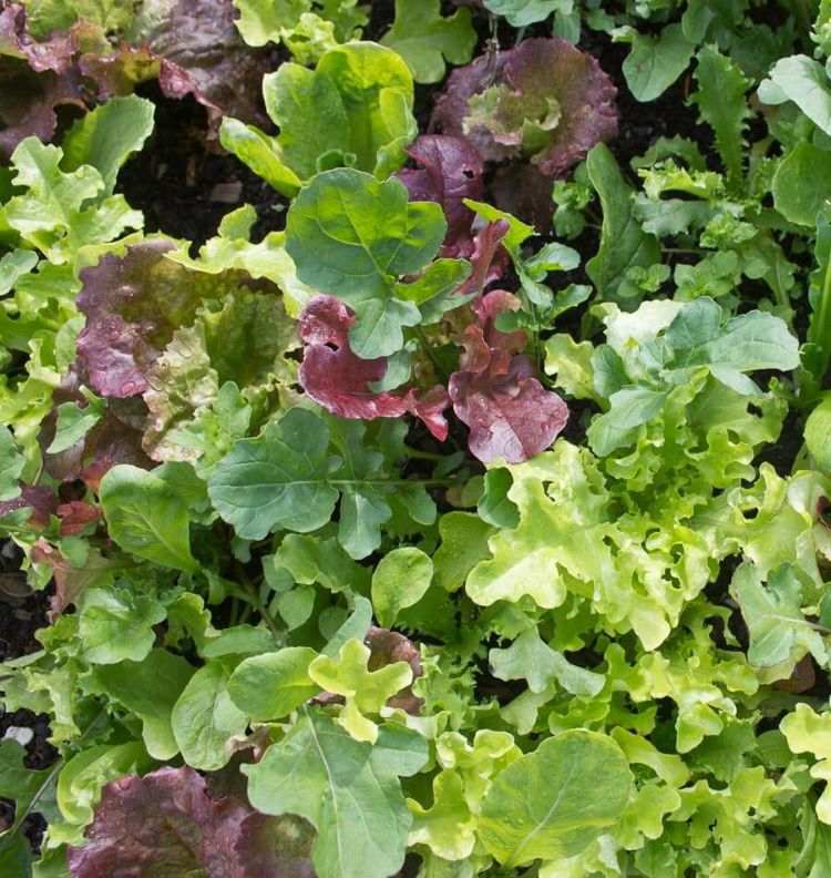 Indramning af terrasse med planter. Grøntsager i blomsterbedet