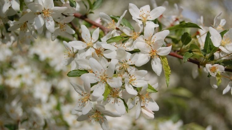 Indramning terrasse med planter og træer crabapple gyldne regndråber