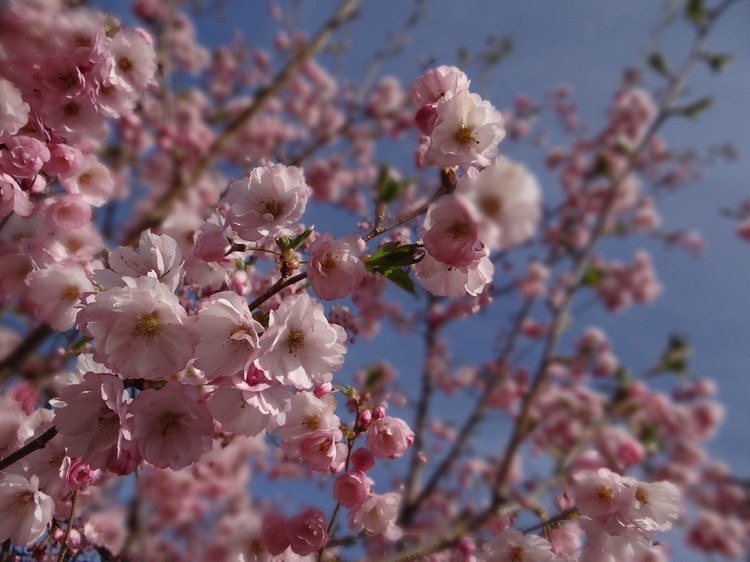 Japanske kirsebærtræer som skygge og fortrolighedsskærm plantes på terrassen