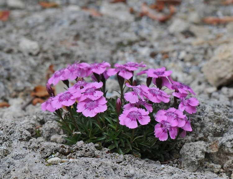 Plant terrassen rundt med alpine nellike