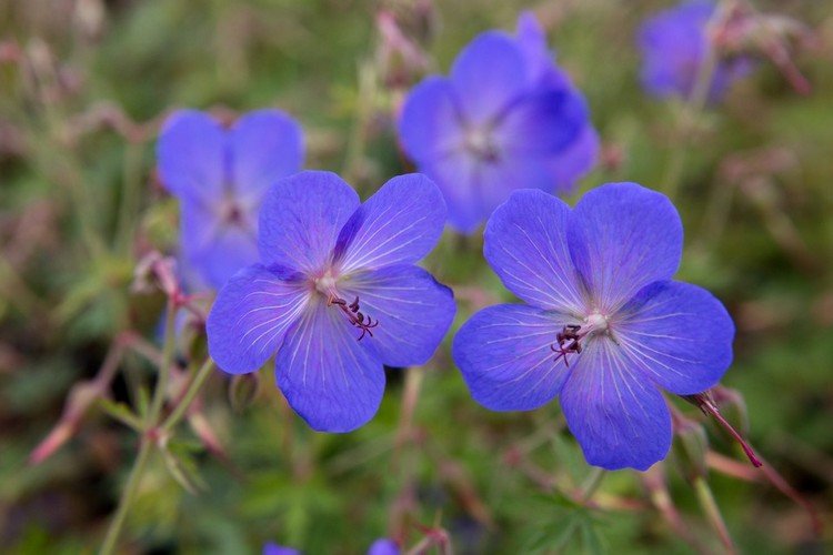 Terrasse med planter, der kanter pelargoner