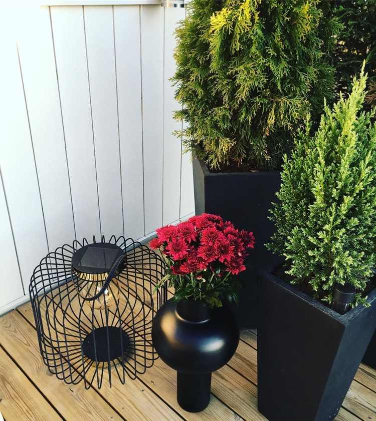 røde krysantemum og grønne buske kommer virkelig til sin ret i sorte kar og vaser