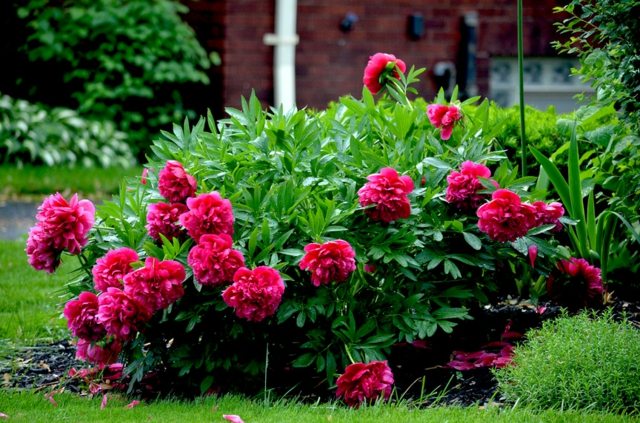 Busk pink blomster forhave design ideer forår