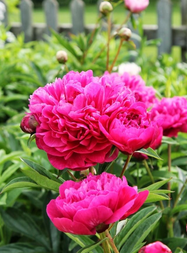 Peony Garden Pink Flowers Precious Peony Front Yard Spring