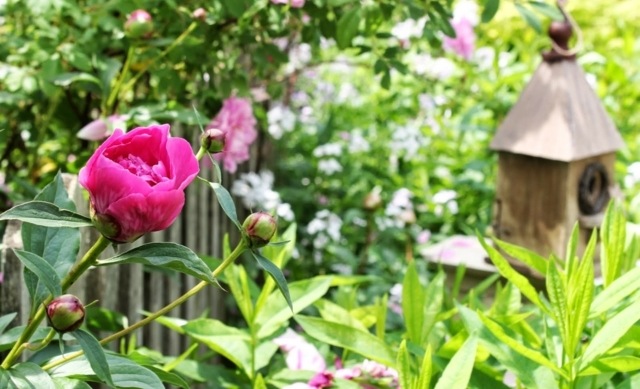 Peony pink farve have hegn privatliv skærm busk