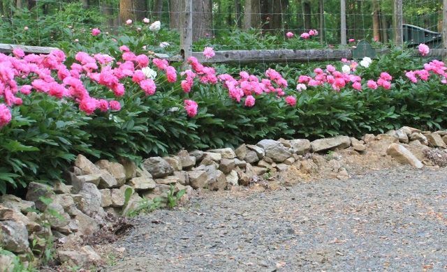 Støttevæg af lyserøde pæoner grus forårsblomster