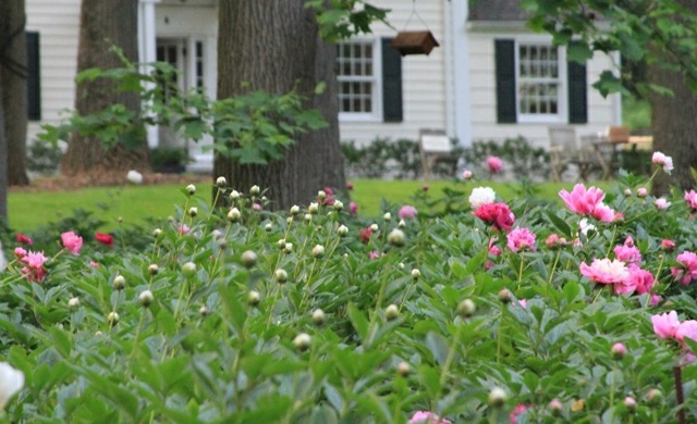 Country stil form pæon vilde lyserøde blomster