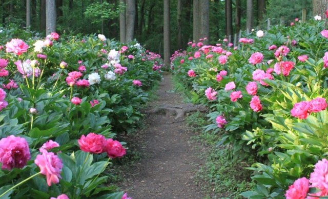 Blomsterbed pæoner skov vild ekstremt modstandsdygtig