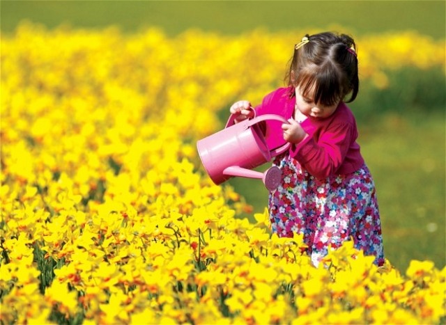 Narcissus blomstrende arter egnet til naturalisering blomsterbed