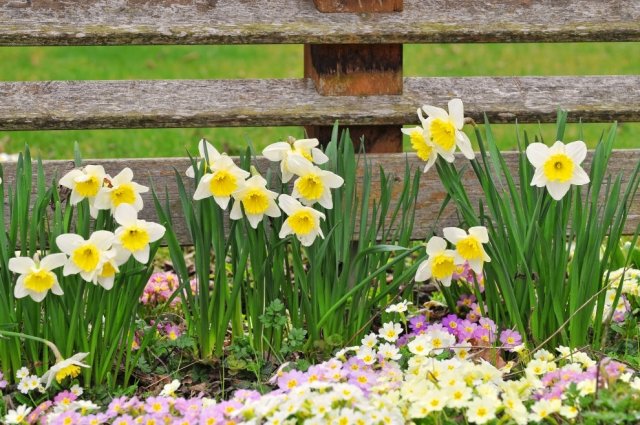 tips haveplantning påskelilje løg blomster placering vanding