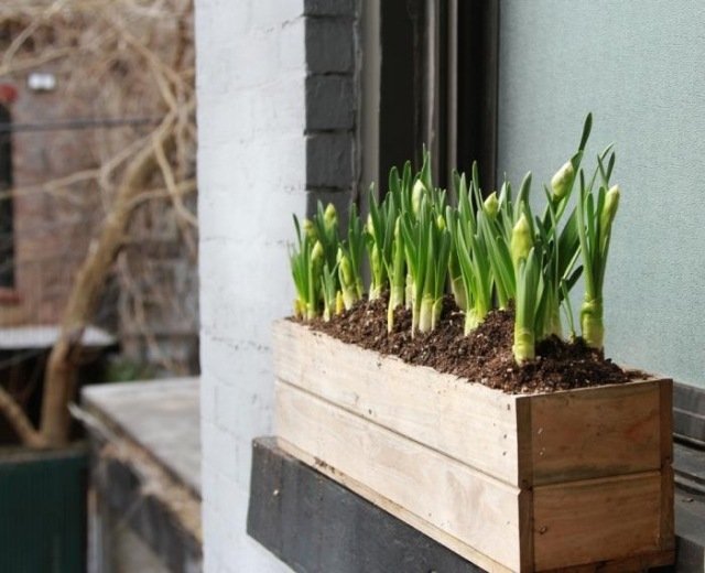 have forår blomstrer påskelilje pleje tips tricks-urtepotter træ