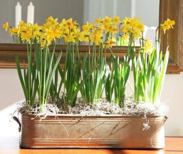Påskeliljer ordentlig pleje tips lyse gule blomster potteplanter