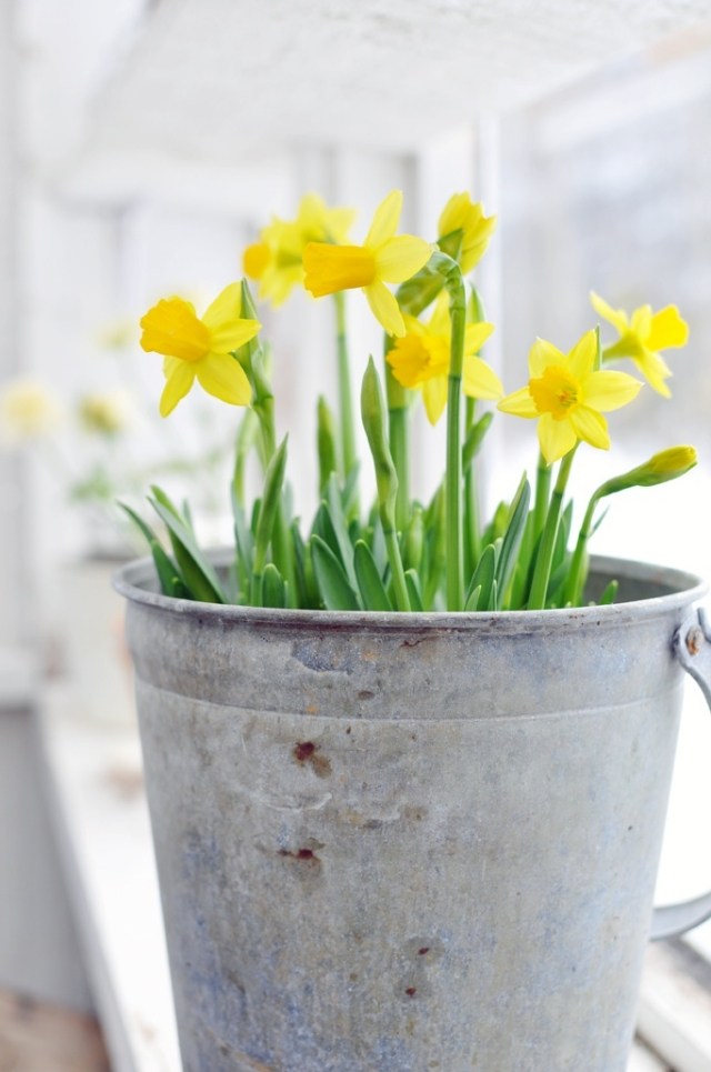 Urtepotte metalspand blomster-plantning forårs-påskeliljer